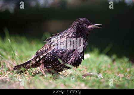 The common starling or European starling (Sturnus vulgaris), also known simply as the starling Stock Photo