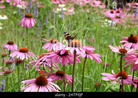 Peacock and red admiral butterflies resting on Echinacea 'Pink Parasol' and Echinacea pallida 'pale purple' in flower Stock Photo