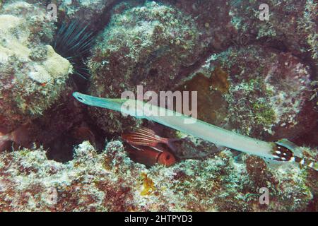 An Atlantic trumpetfish, Aulostomus strigosus, at the Three Caves dive site, southwest coast of the island of Sal, Cape Verde. Stock Photo