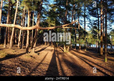 Long shadows in woodland on a sunny winterÕs afternoon in Surrey, UK. Stock Photo