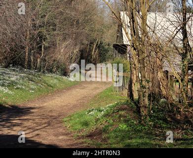 English Woodland Track in the Chiltern Hills in South Oxfordshire with white snowdrops growing on the grassy bank Stock Photo