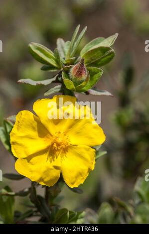 Rock Rose, Halimium (Halimium lasianthum), single flower