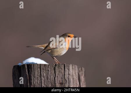 Small european robin or redbreast bird sitting on tree stump on nature background Stock Photo