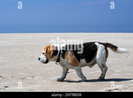 nine year old beagle on the huge beach in St. Peter Ording Stock Photo