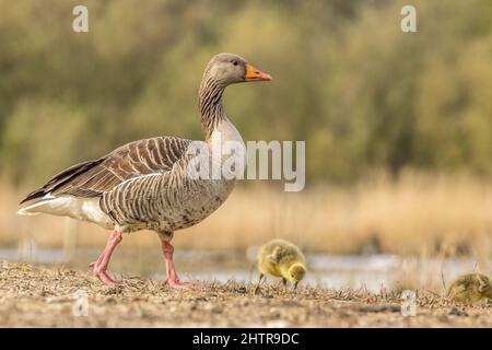 Greylag goose mum and chicks in the wild Stock Photo