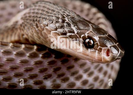 Cape file snake (Limaformosa capensis) Stock Photo