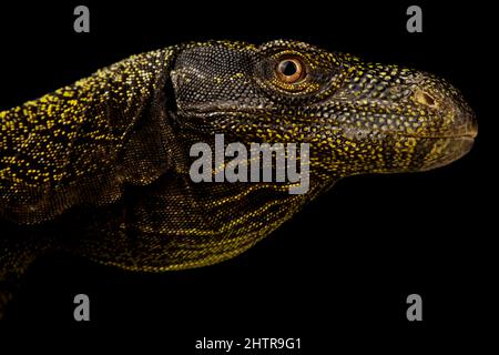 Crocodile monitor (Varanus salvatorii) Stock Photo