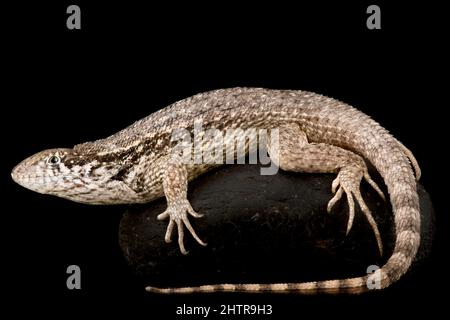 Northern curly-tailed lizard (Leiocephalus carinatus) Stock Photo