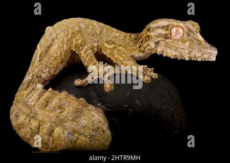 Henkel's leaf-tailed gecko (Uroplatus henkeli) Stock Photo