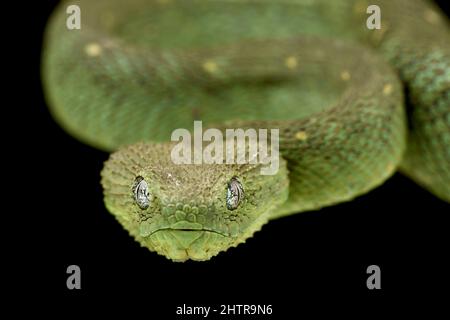 Green Bush Viper (Atheris chlorechis) coiled in tree, Atewa Range, Ghana -  SuperStock