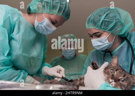 Veterinary team for treating sick cats, animal hospital. Preparing cat for surgery by shaving belly. Stock Photo
