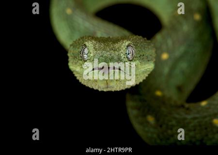 Stock photo of West African tree viper (Atheris chlorechis) portrait, Togo.  Controlled. Available for sale on