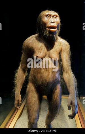 Mexico, Mexico City, The National Museum of Anthropology, Lucy reconstruction (Australopithecus afarensis) dated to about 3.2 million years Stock Photo