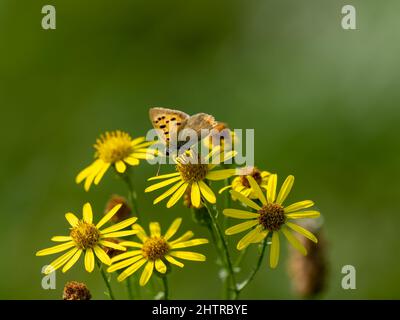 Small Cooper Butterfly Feeding on Ragwort Stock Photo