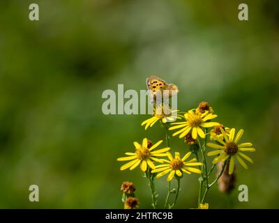 Small Cooper Butterfly Feeding on Ragwort Stock Photo