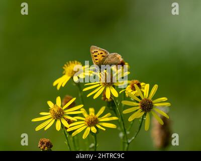 Small Cooper Butterfly Feeding on Ragwort Stock Photo