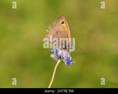 Meadow Brown Butterfly Fielding on Scabious Stock Photo