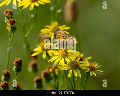 Small Cooper Butterfly Feeding on Ragwort Stock Photo