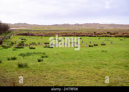 Greenland White-fronted Goose ,Anser albifrons flavirostris, arrive in County Donegal - Ireland. Stock Photo