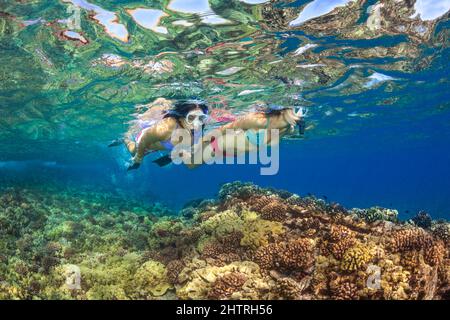 Two women (MR) free diving over a Hawaiian reef. Stock Photo
