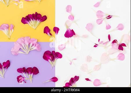 Scattered petals on purple yellow and white floral flat lay Stock Photo