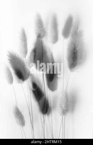 abstract background of flowers and plants, double multiple exposition Stock Photo