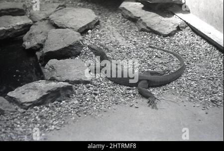 1950s, historical picture from above, of a young reptile, a lizard, most probably a komodo dragon, London Zoo, London, England, UK. Stock Photo