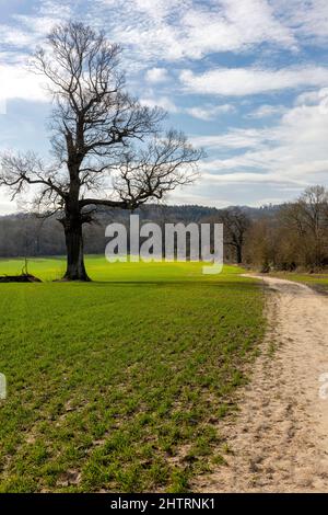 Lone tree on a footpath just outside of Chiddingstone in Kent, England Stock Photo