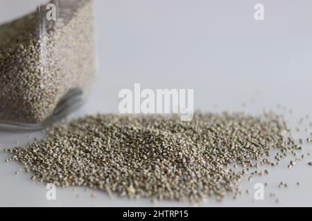 Bajra or pearl millet, a Pennisetum glaucum crop spread on the white table top. It is also known as dukn, cumbu, gero, sanio, kambu, babala, or bulrus Stock Photo