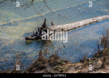 A few trees along the riverbank have fallen into the water some fully submerged and one in the foreground partially laying in the shallow water decomp Stock Photo