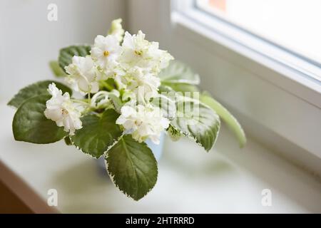 Beautiful Saintpaulia, african or Zambian violet. White indoor flowers variety Beryllium Frost, with green border on edges of wavy petals. floricultur Stock Photo