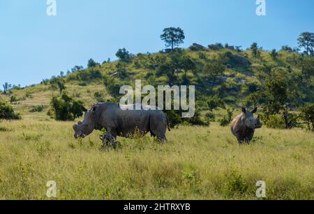 Adult rhino with a young rhino in the african bush. the horn on the adult have been cut off to protect it from poachers. Rhino is a endangered Stock Photo