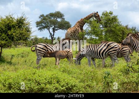 Herd of Zebras grazing in the african bush. In the background a giraffe is eating leaves from an acacia tree Stock Photo