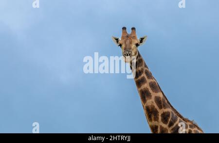 Close up on the neck and head of a giraffe against the blue sky. copy space on the left. Scientific name is Camelopardalis Stock Photo
