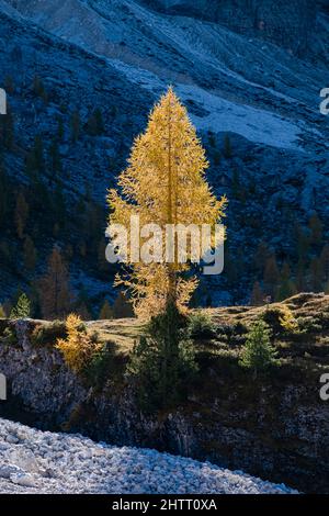 Colorful larches and pine trees in the valley Val Venegia at the foot of the Pala group in autumn. Stock Photo