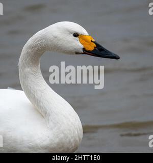 Bewick's Swan (Cygnus bewickii) Stock Photo