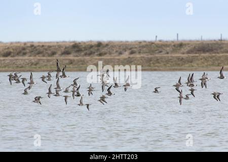 Grey Plover, and Red knot flock flying to a high tide roost over flooded marshland, RSPB Pagham Harbour, West Sussex, UK, February. Stock Photo