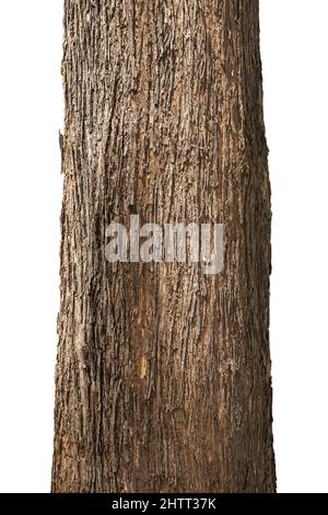 Close-up an old trunk of the teak tree, teak tree bark textures, isolated on white background with a clipping path. Stock Photo