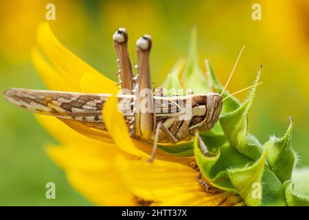 Close-up a Patanga succincta or Bombay locust feeds on yellow sunflower in full bloom. Agriculture, pest concepts. Stock Photo