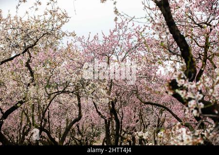 Double flowering plum (Prunus triloba) and White  flowering almond (Jordan almonds) trees in spring Stock Photo