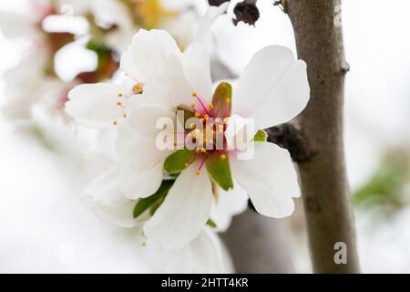 Double flowering plum (Prunus triloba) and White  flowering almond (Jordan almonds) trees in spring Stock Photo