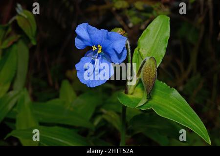 Commelina dianthifolia (birdbill dayflower) is found in south-western United States in open meadows; pinyon-juniper, ponderosa, spruce-fir forests. Stock Photo