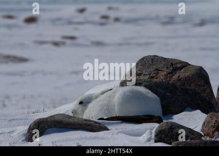 Arctic hare in white colour hiding between rocks in the arctic tundra, near Arviat, Nunavut Stock Photo