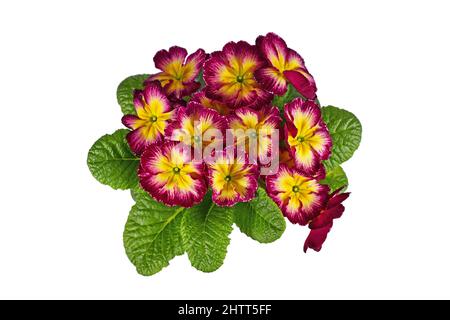Top view of dark pink 'Primula Acaulis' primrose flowers with yellow middle on white background Stock Photo