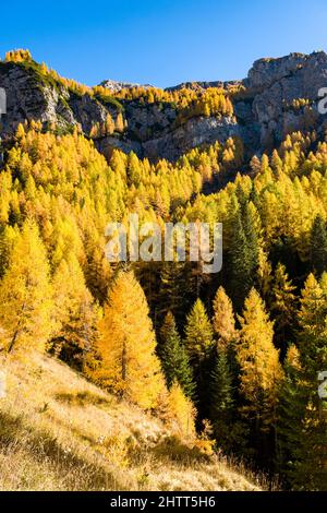 Colorful larches and pine trees on the pastures around Falzarego Pass in autumn, small Dolomites rock faces in the distance. Stock Photo
