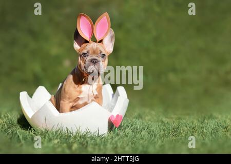 Easter dog. French Bulldog puppy sitting in egg shell on grass with copy space Stock Photo