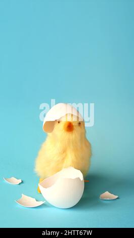 Funny newborn chick with broken egg shell on head, conceptual scene just born. Stock Photo