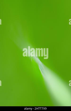 Blurred background with spring green colors and shot of light Stock Photo