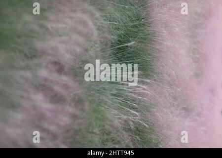 a vertical shot of muhly grass in the nature Stock Photo