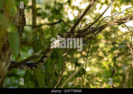 Black and yellow Chicken Snake of the species Spilotes pullatus Stock Photo